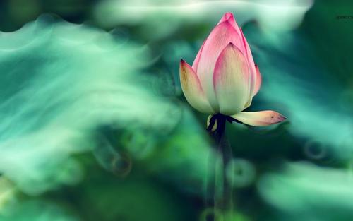 中邮钱包APP能更换绑定的手机号么？